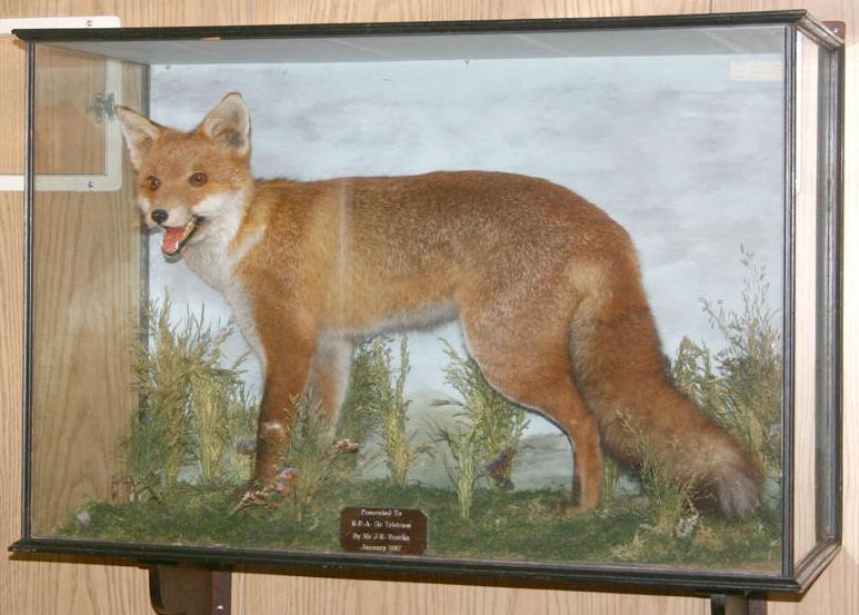 RFA_Sir_Tristram_Fox